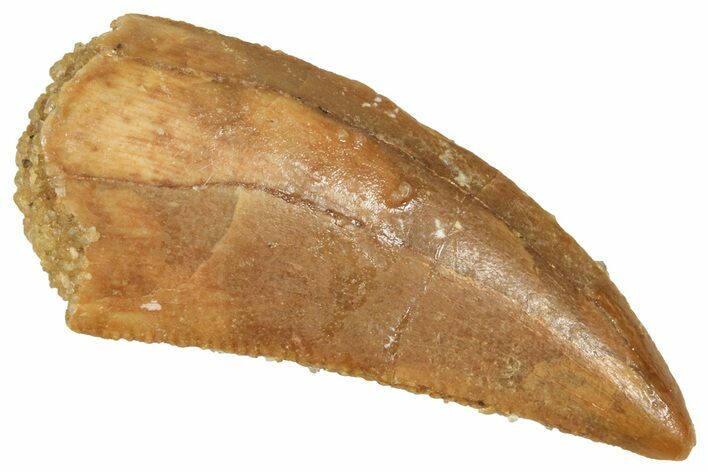 Raptor Tooth - Real Dinosaur Tooth #371465